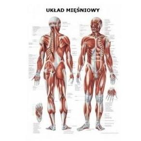Plansze anatomiczne Rüdiger-Anatomie Układ mięśniowy