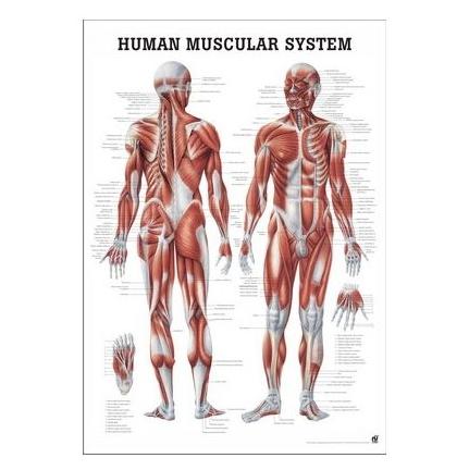 Plansze anatomiczne Rüdiger-Anatomie Układ mięśniowy 3D