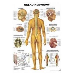 Plansze anatomiczne Rüdiger-Anatomie Układ nerwowy