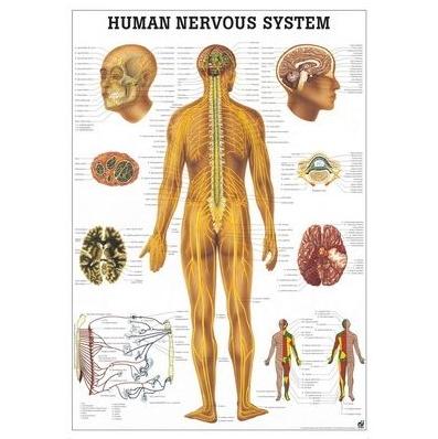 Plansze anatomiczne Rüdiger-Anatomie Układ nerwowy 3D