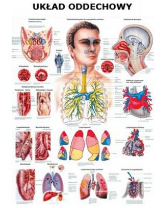 Plansze anatomiczne Rüdiger-Anatomie Układ oddechowy