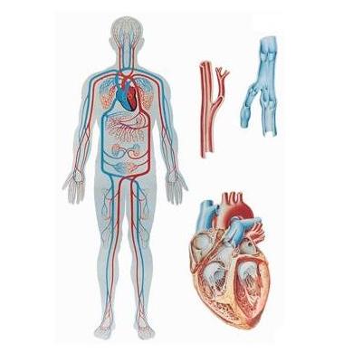 Plansze anatomiczne 3B Scientific V2018