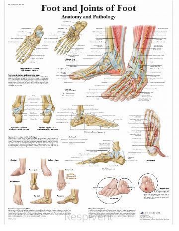 Plansze anatomiczne 3B Scientific VR1176L