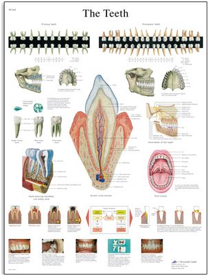 Plansze anatomiczne 3B Scientific VR1263