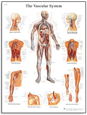 Plansze anatomiczne 3B Scientific VR1353