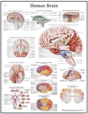 Plansze anatomiczne 3B Scientific VR1615