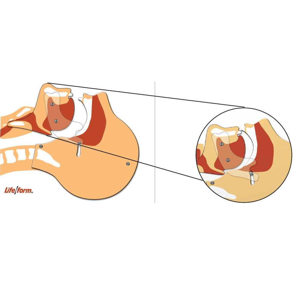 Plansze edukacyjne Nasco Tablica do prezentacji intubacji LF03687U