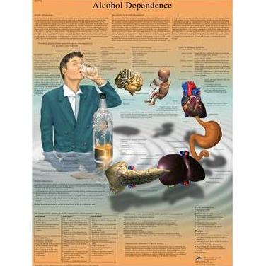 Plansze edukacyjne 3B Scientific VR1792UU