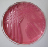 Podłoża gotowe do użycia LMS – LabMediaServis Agar PALCAM Listeria