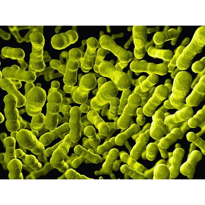 Suplementy i dodatki do hodowli komórek G Biosciences Bacterial ProteaseArrest