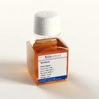 Surowice Biowest Surowica szczura