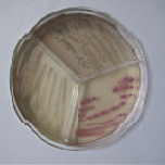 Testy do identyfikacji drobnoustrojów i lekowrażliwości LMS – LabMediaServis do oznaczania MIC w bakteryjnych patogenach bydła