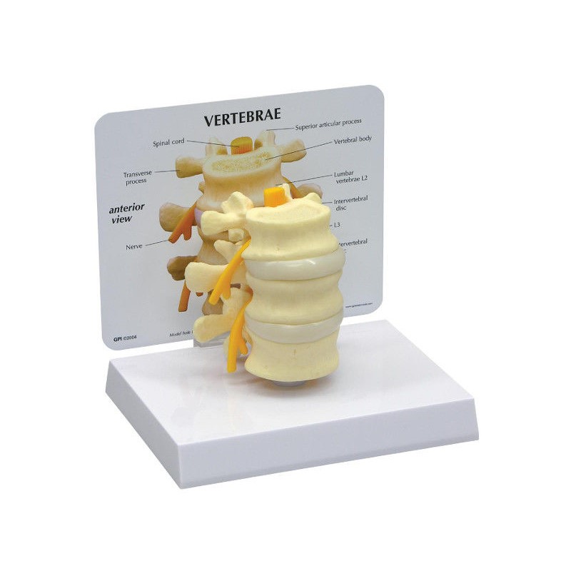 Układ kostny 3B Scientific 1019507