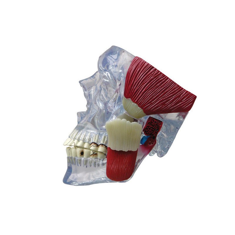 Układ kostny 3B Scientific 1019541