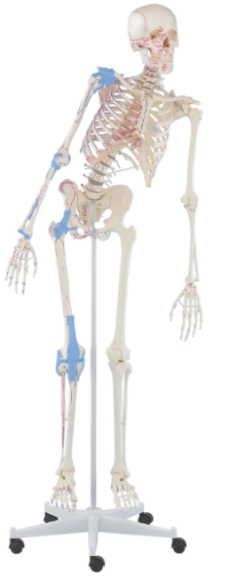 Układ kostny 3B Scientific 3016