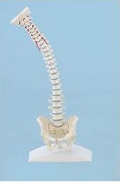 Układ kostny ERLER ZIMMER 4001