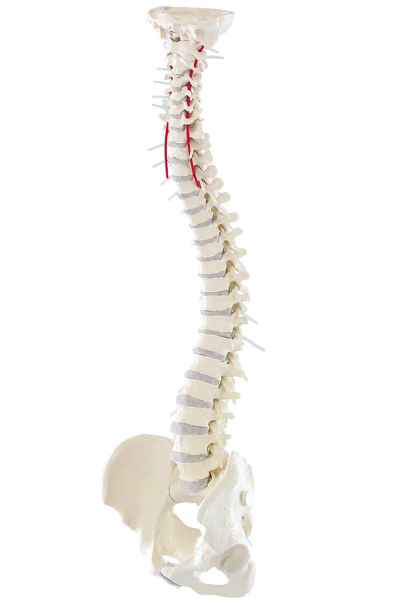 Układ kostny 3B Scientific 4006