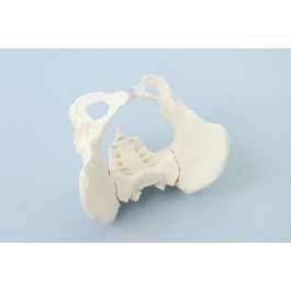 Układ kostny ERLER ZIMMER 4054