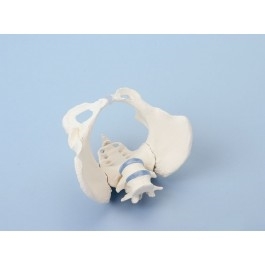 Układ kostny ERLER ZIMMER 4058