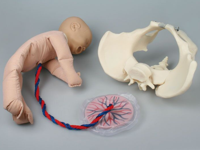 Układ kostny 3B Scientific 4071