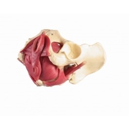 Układ kostny 3B Scientific 4075