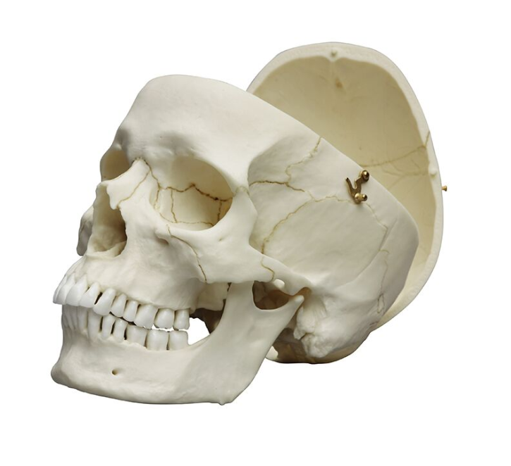 Układ kostny 3B Scientific 4710