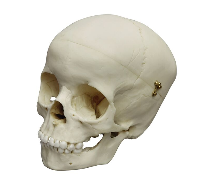 Układ kostny 3B Scientific 4730