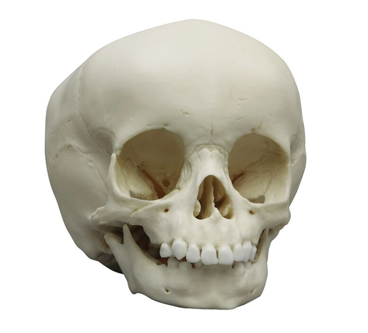 Układ kostny 3B Scientific 4740