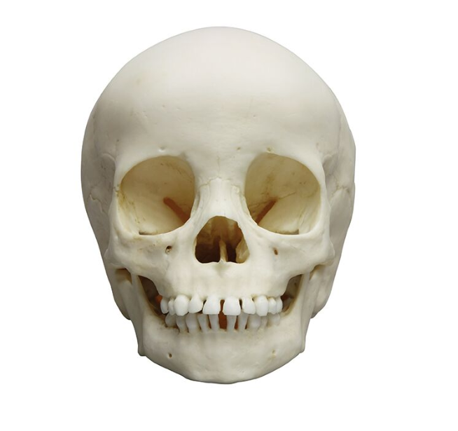 Układ kostny 3B Scientific 4776