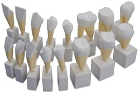 Układ kostny ALTAY SCIENTIFIC 6042.32