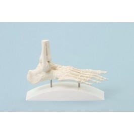 Układ kostny ERLER ZIMMER 6060