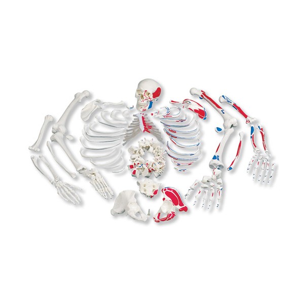 Układ kostny 3B Scientific A05/2