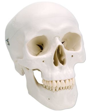 Układ kostny 3B Scientific A20