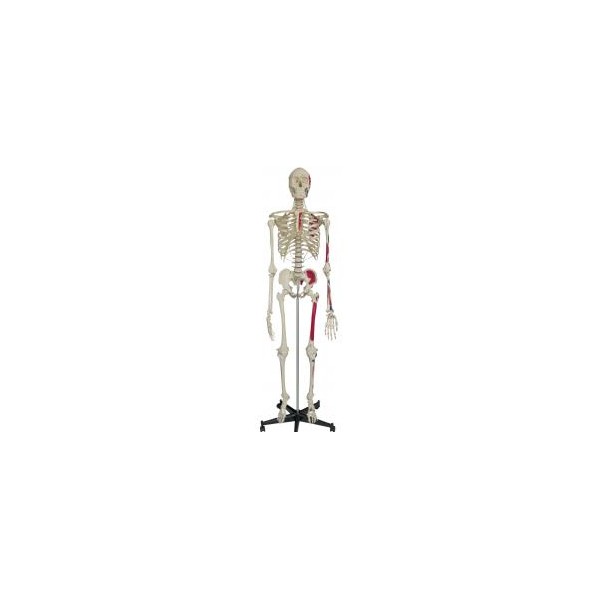 Układ kostny Rüdiger-Anatomie A200.1