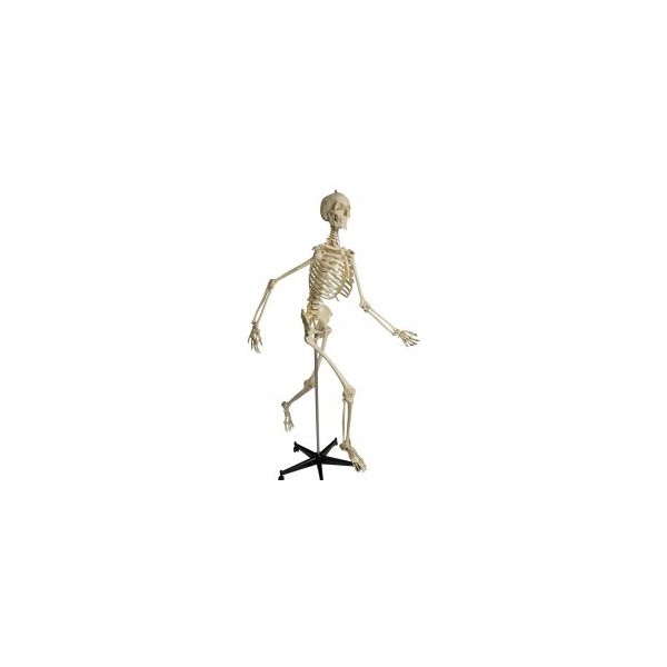 Układ kostny Rüdiger-Anatomie A203