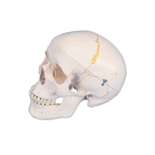 Układ kostny 3B Scientific A21