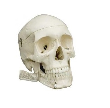 Układ kostny 3B Scientific A220