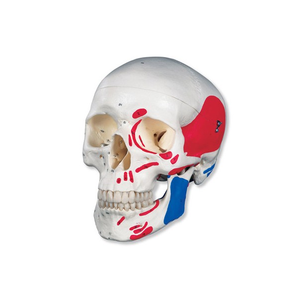 Układ kostny 3B Scientific A23