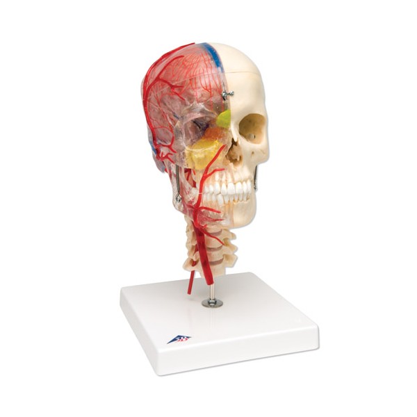 Układ kostny 3B Scientific A283