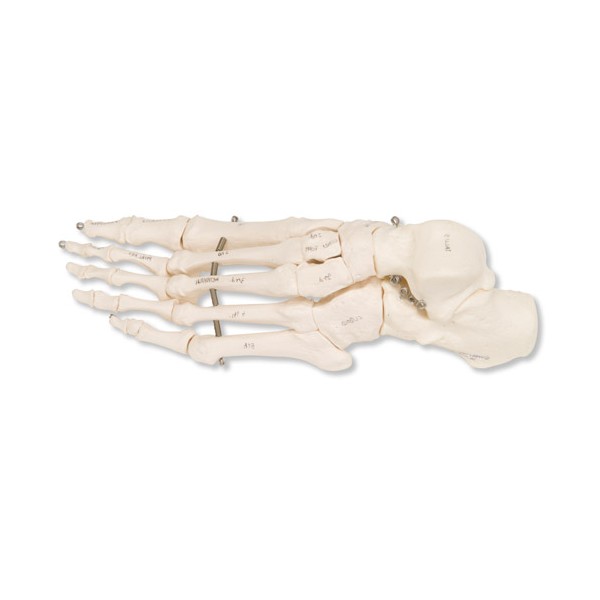 Układ kostny 3B Scientific A30