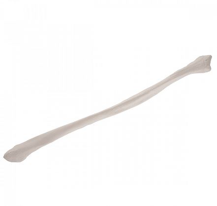 Układ kostny 3B Scientific A35/4