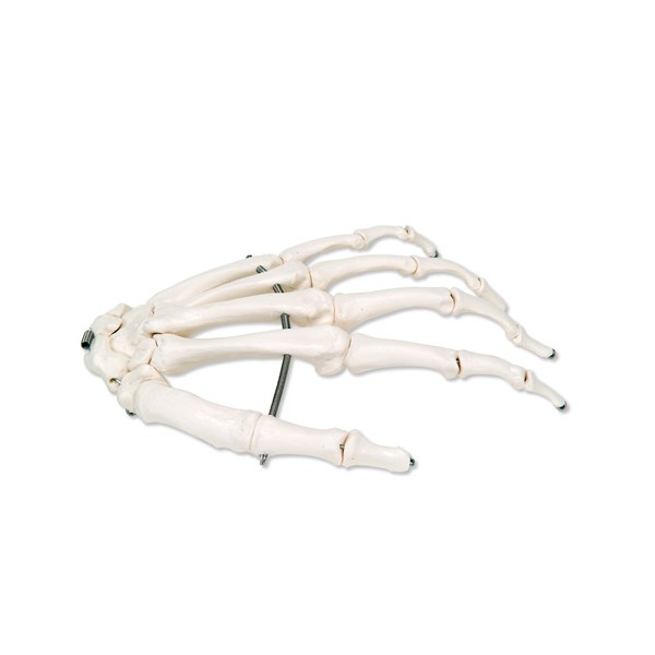 Układ kostny 3B Scientific A40