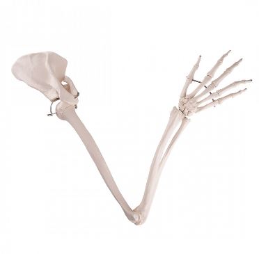 Układ kostny 3B Scientific A46