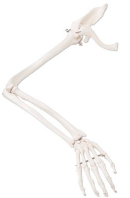 Układ kostny 3B Scientific A46R