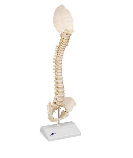 Układ kostny 3B Scientific A52