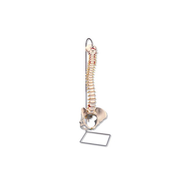 Układ kostny 3B Scientific A58/4