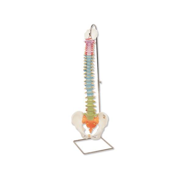 Układ kostny 3B Scientific A58/8