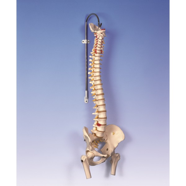 Układ kostny 3B Scientific A59/2