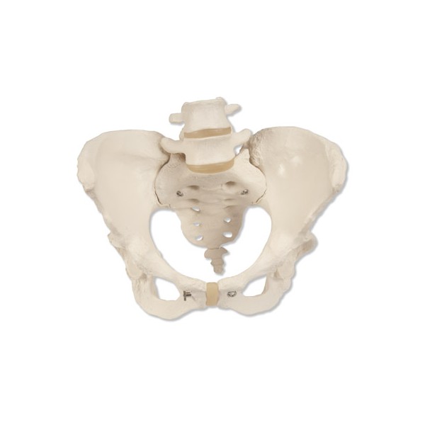 Układ kostny 3B Scientific A61