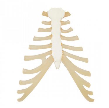 Układ kostny 3B Scientific A69